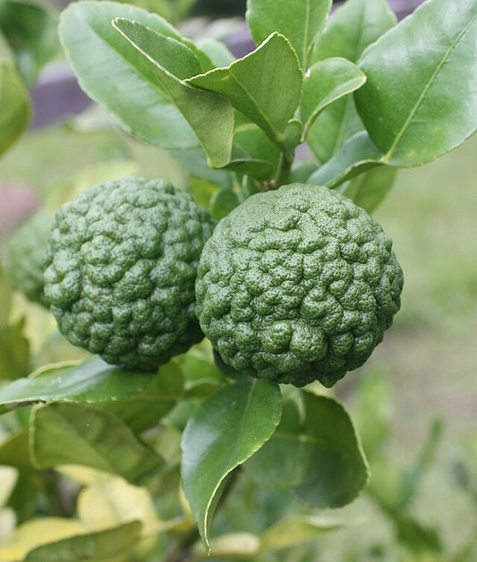 Citrus Hystrix (Lime Kaffir)