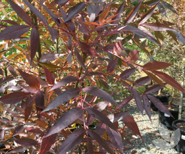 Fraxinus oxycarpa (Desert Ash)