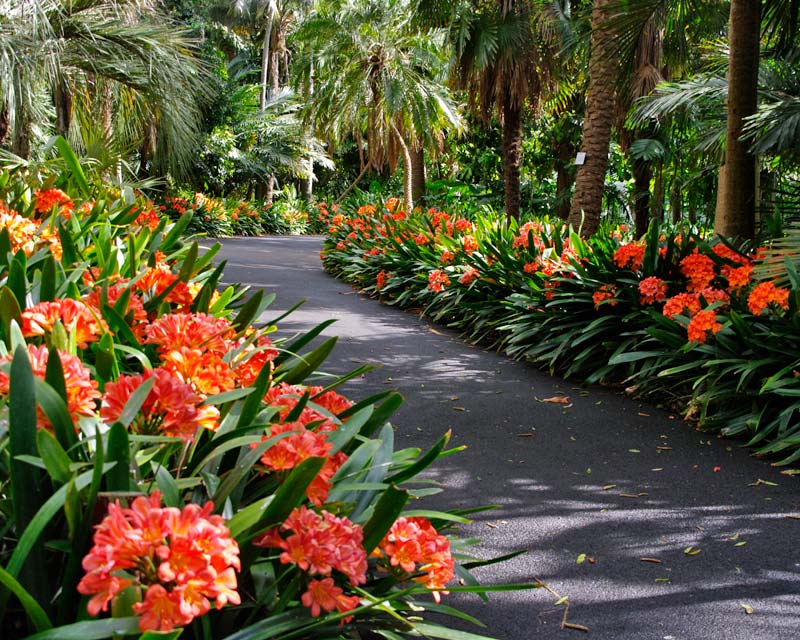 Clivia Miniata