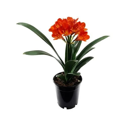 Clivia Miniata