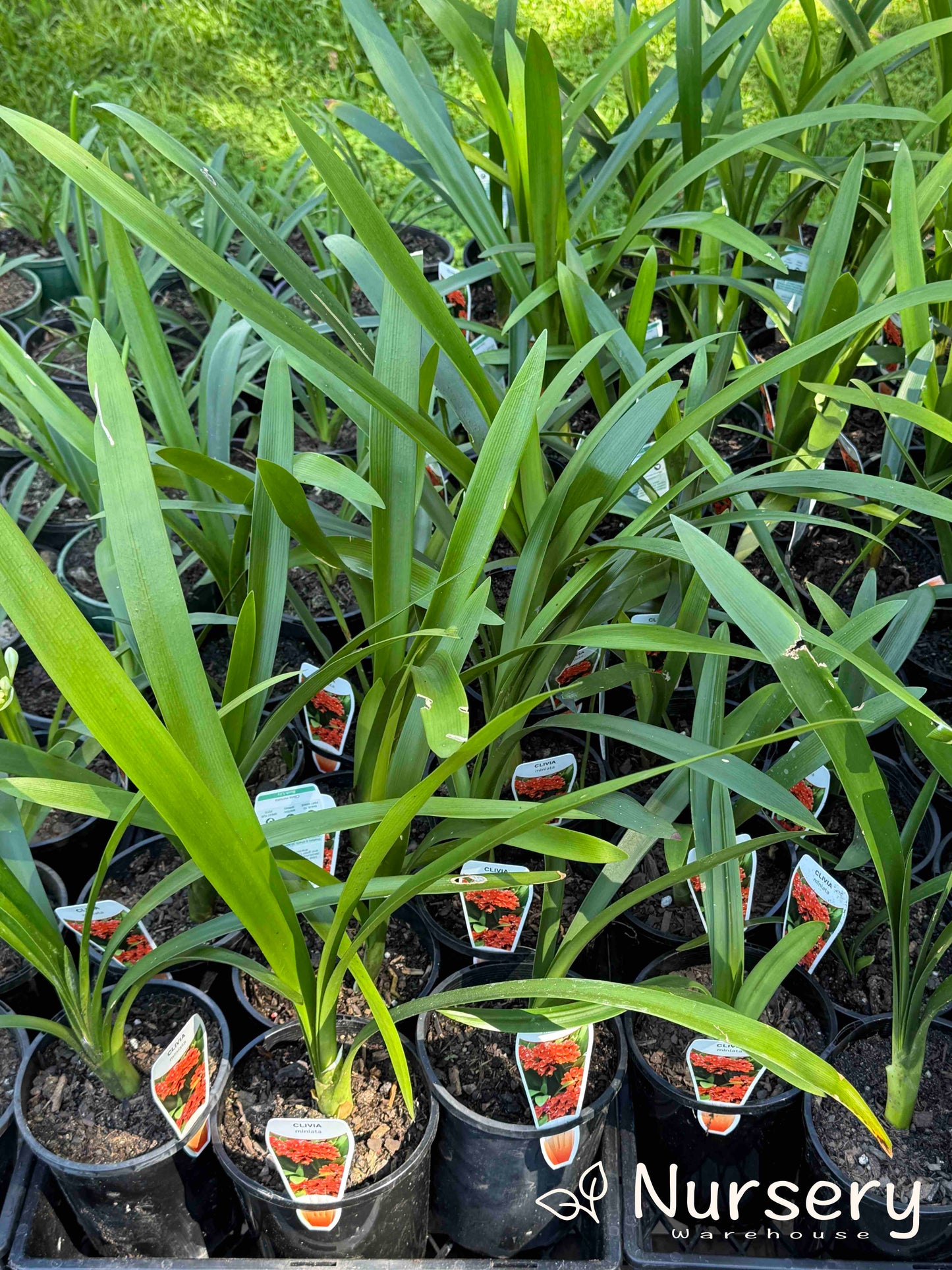 Clivia Miniata (Bush Lily)