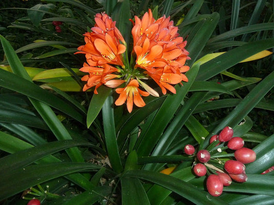 Clivia Miniata