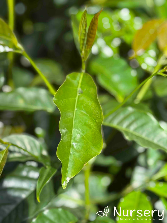 Close-up of Coffea Arabica (Arabian Coffee) showcasing its vibrant, glossy green leaves.