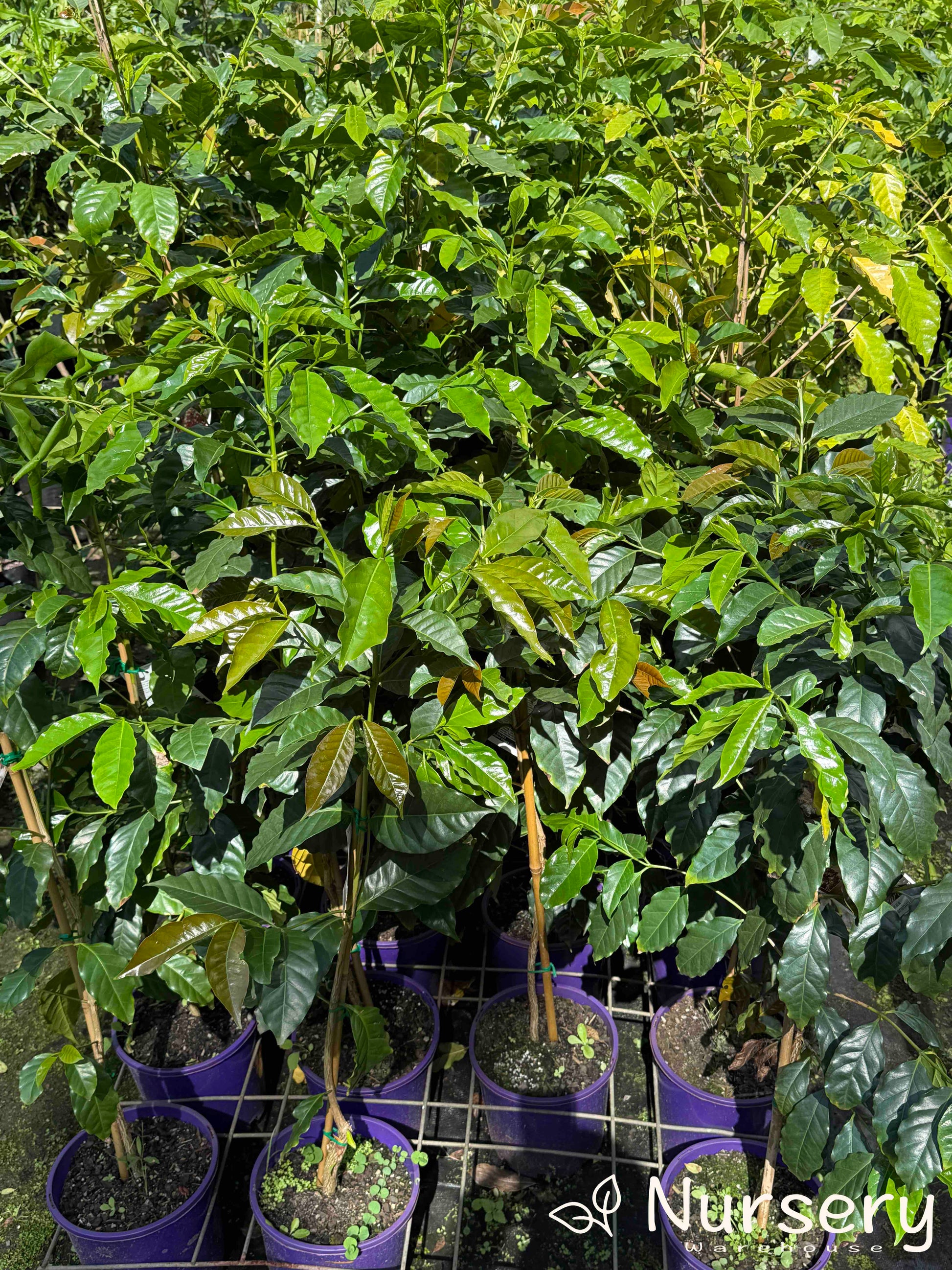 Multiple Coffea Arabica (Arabian Coffee) plants displayed for sale, featuring their glossy green leaves.