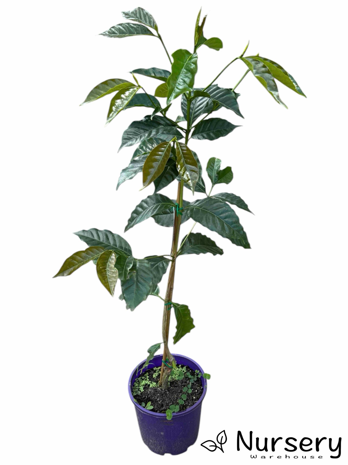 Coffea Arabica (Arabian Coffee) in a nursery pot, ready for sale, with lush green foliage.