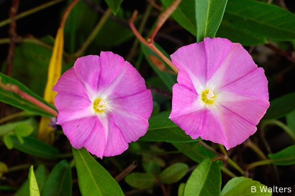 Convolvulus Pink Sapphire (Pink Bindweed)