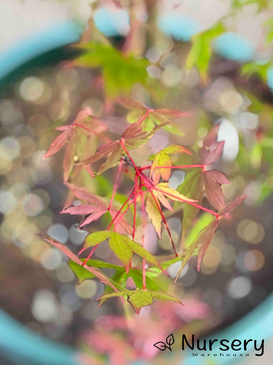 Acer Palmatum (Sango Kaku | Coral Bark Japanese Maple)