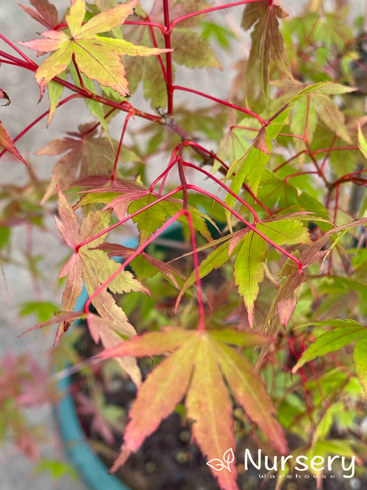 Acer Palmatum (Sango Kaku | Coral Bark Japanese Maple)