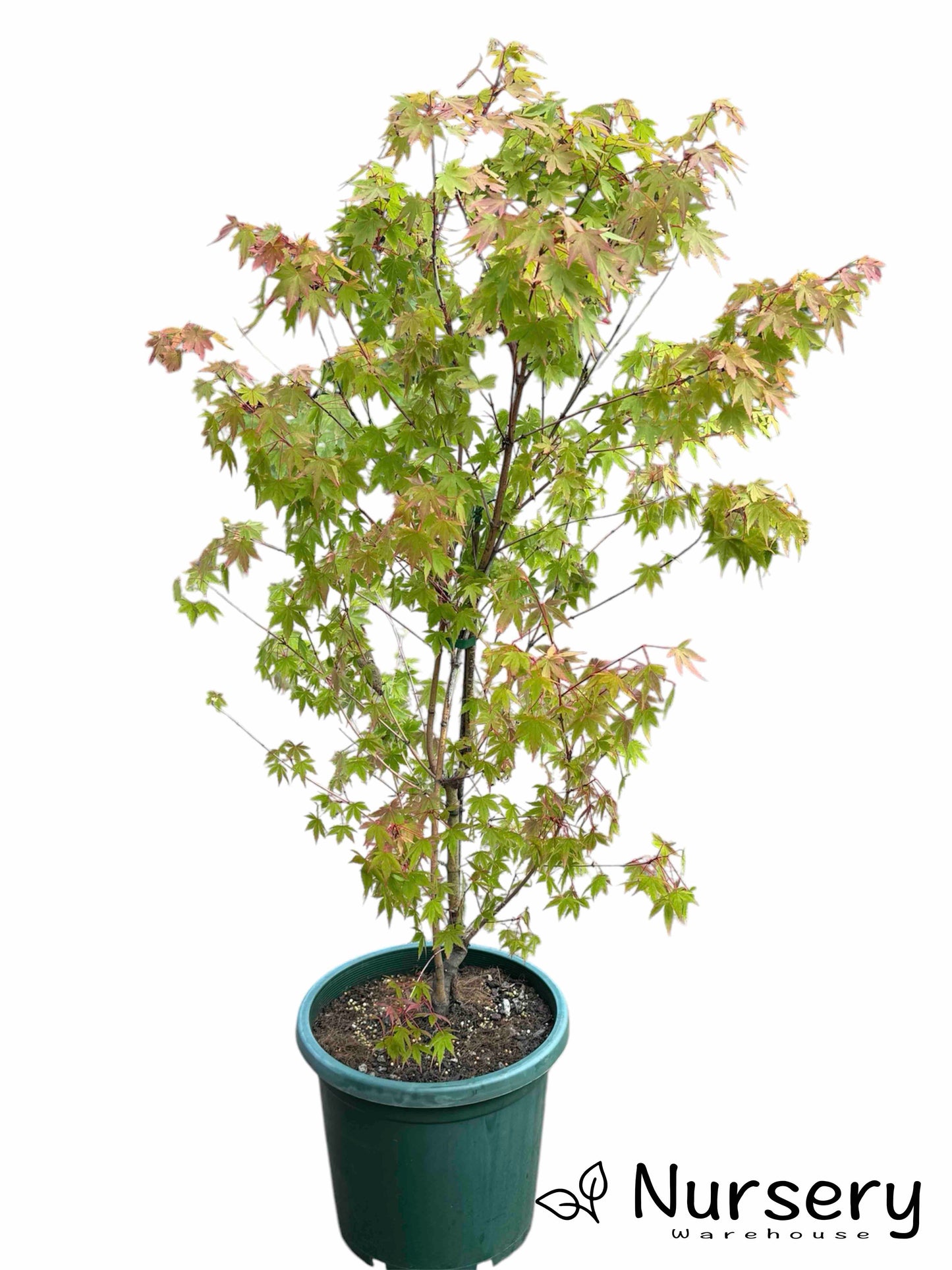 Acer Palmatum (Sango Kaku | Coral Bark Japanese Maple)