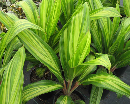 Cordyline Rubra Green