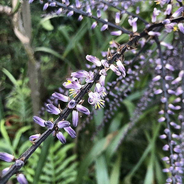 Cordyline Stricta (Narrow-Leaved Palm Lily)