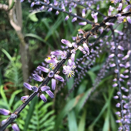 Cordyline Stricta (Narrow-Leaved Palm Lily)