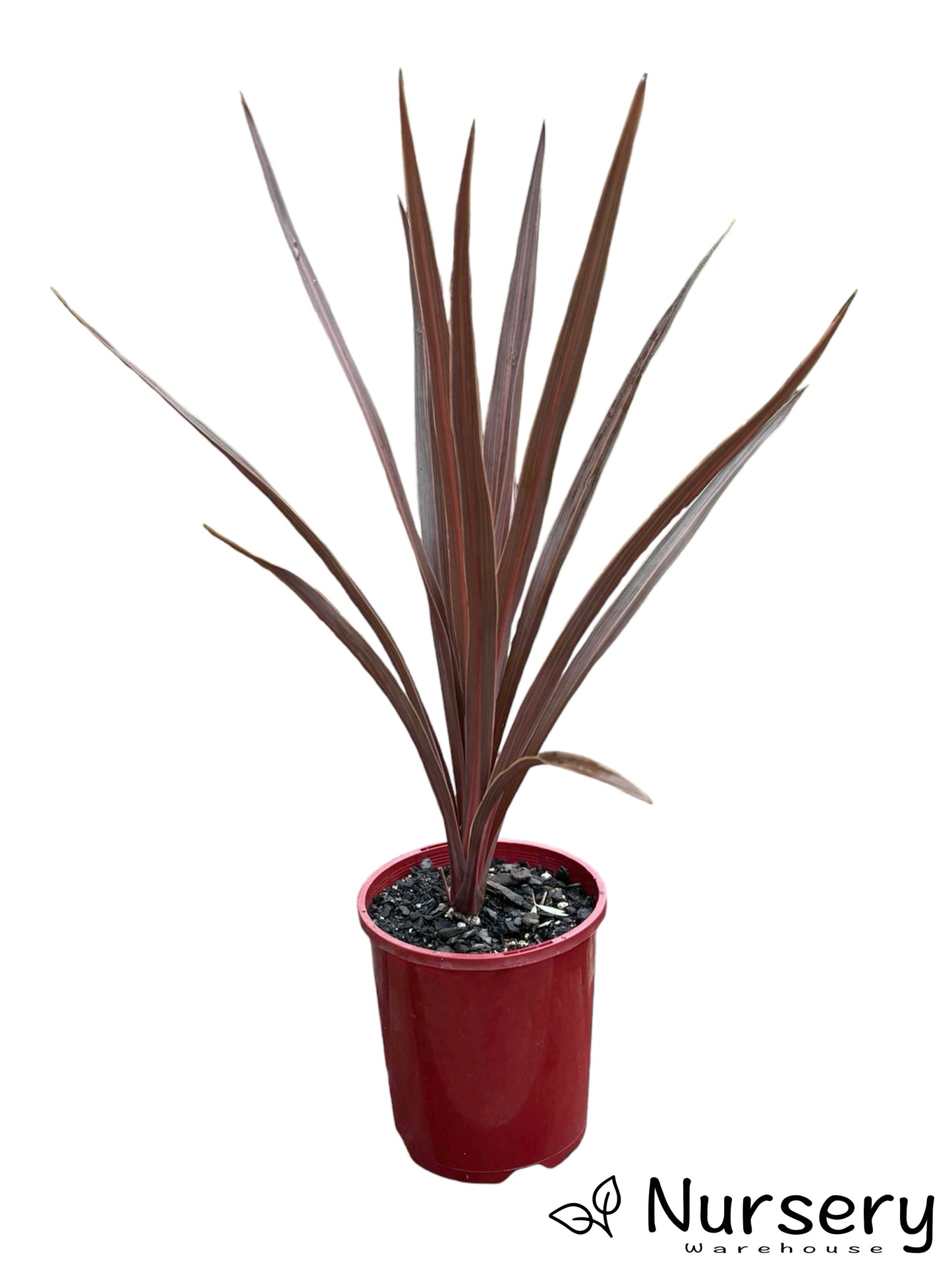 "Cordyline Red Sennsation in a 140mm pot, ready for sale with bold red leaves."