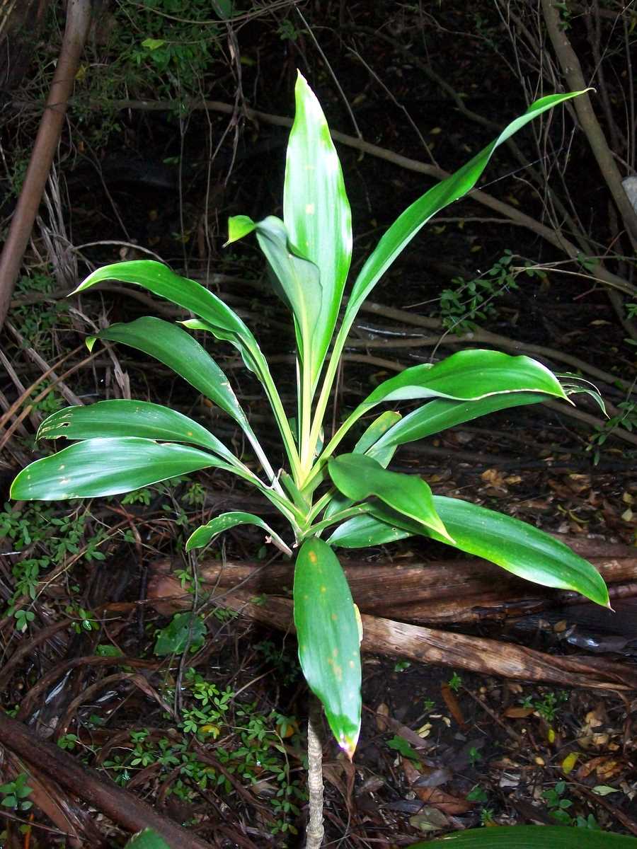 Cordyline Rubra Green