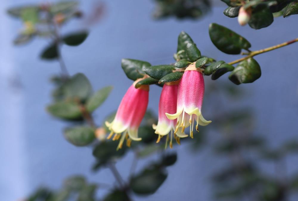 Correa Glabra Red (Rock Correa)