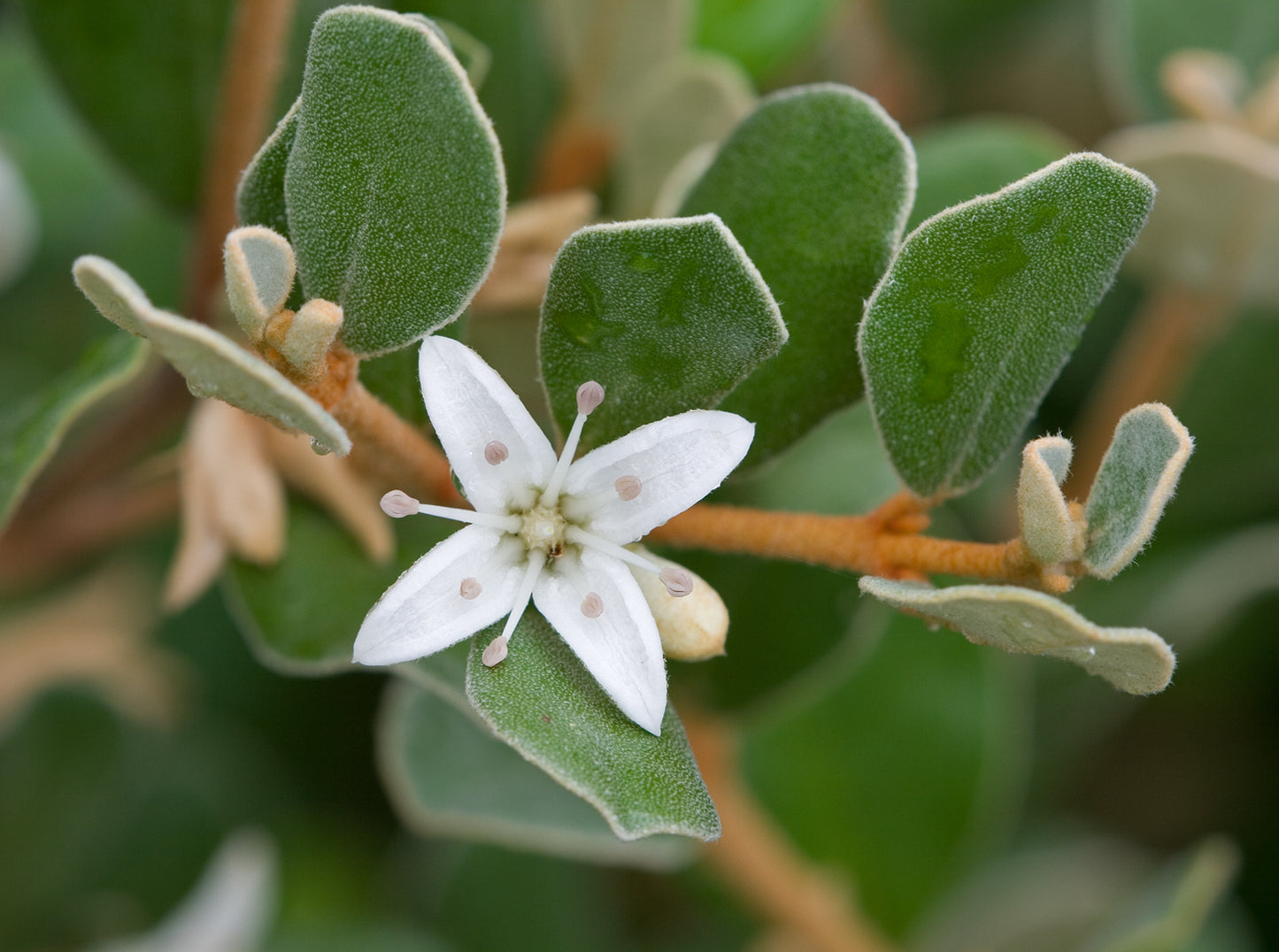 Correa Alba (White Correa)