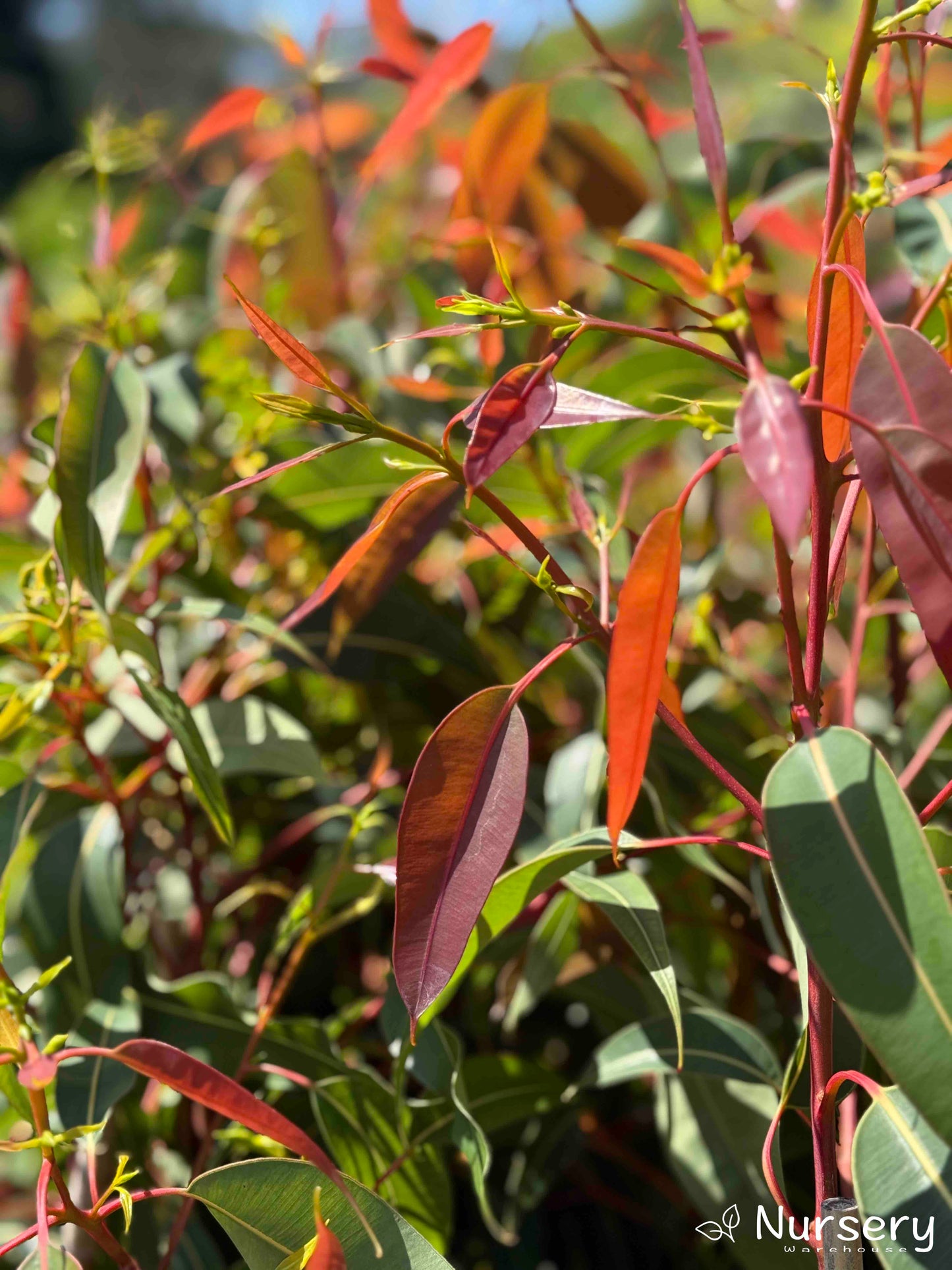 Corymbia Ficifolia (Summer Red)