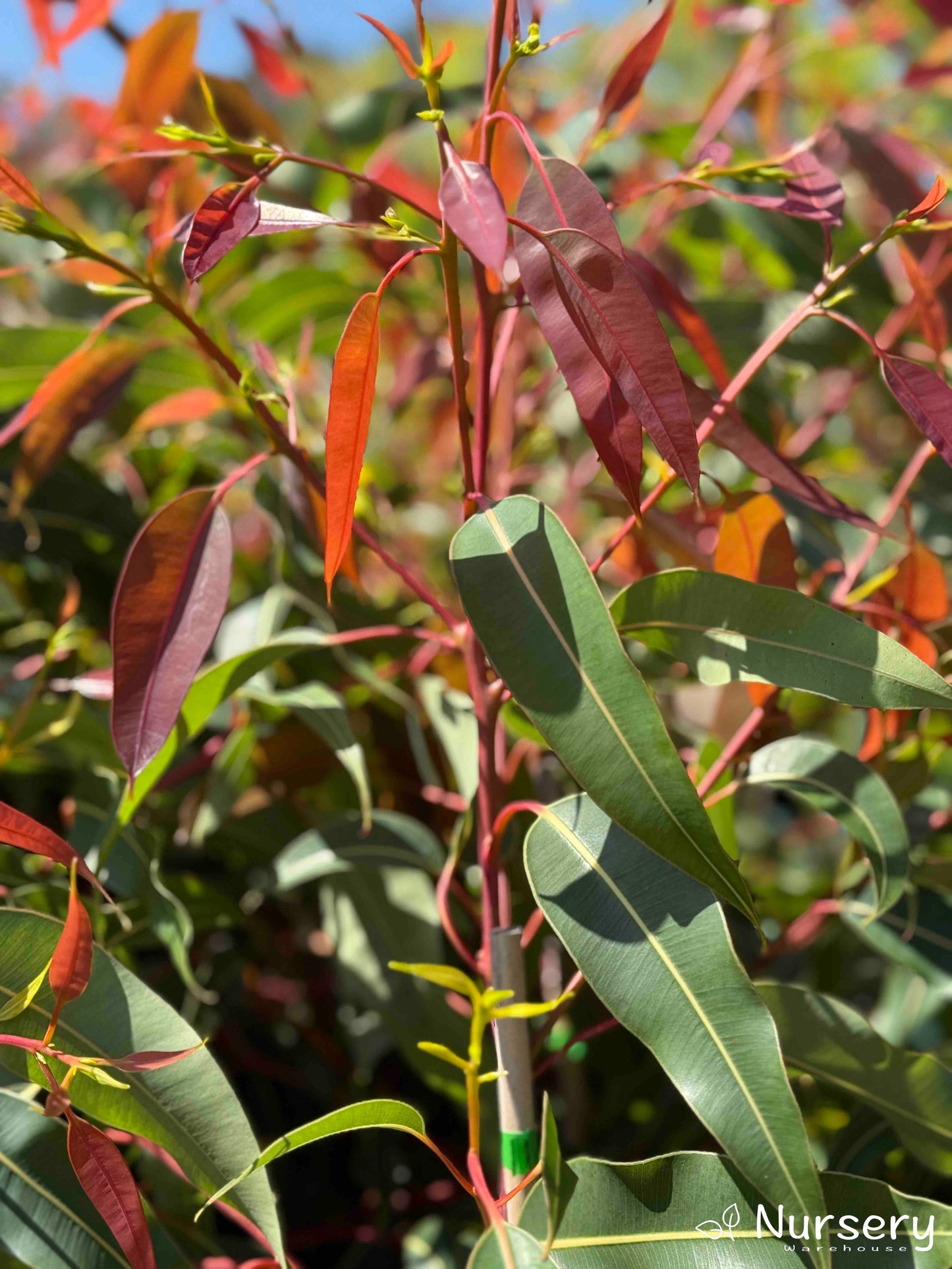 Corymbia Ficifolia (Summer Red)