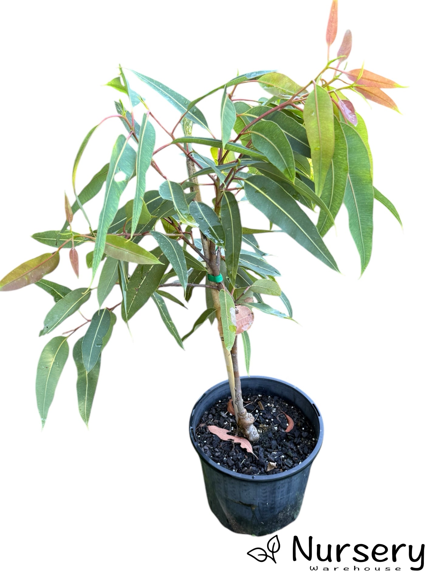 Corymbia Ficifolia (Summer Red)