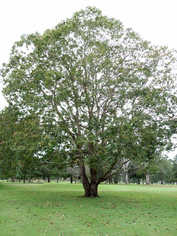 Eucalyptus Torelliana (Cadagi)