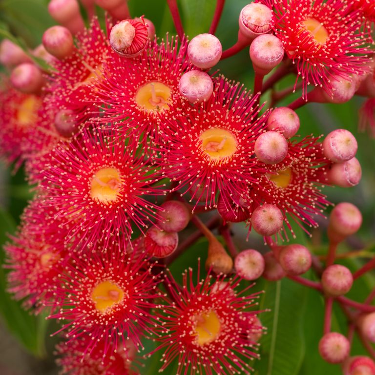 Close-up of Corymbia ficifolia (Red Flowering Gum – Dwarf Variety) flowers in vibrant red clusters, highlighting their woolly texture.