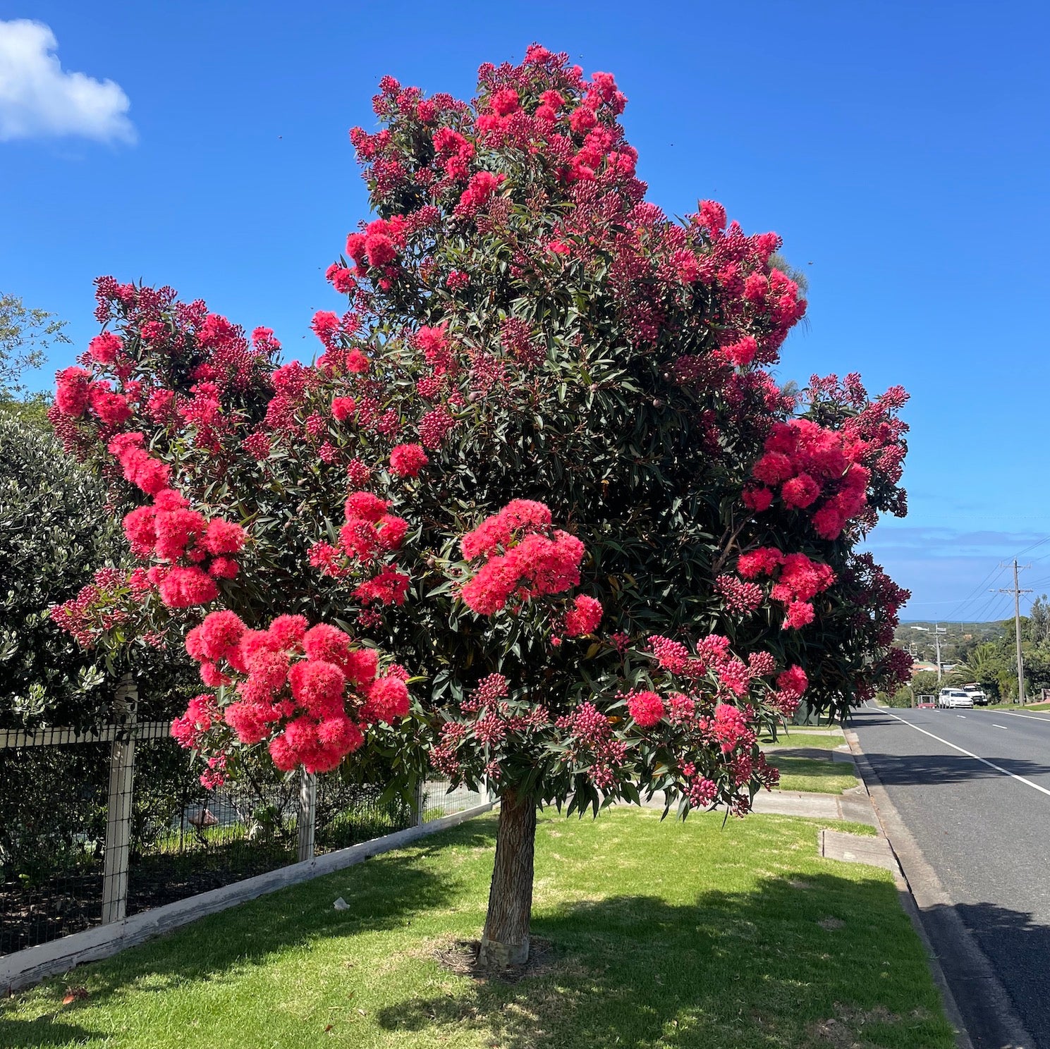 Mature Corymbia ficifolia (Red Flowering Gum – Dwarf Variety) growing on a curbside, showcasing its rounded canopy and stunning red flowers.