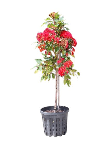 Corymbia ficifolia (Red Flowering Gum – Dwarf Variety) in a nursery pot, ready for sale, with glossy green foliage.