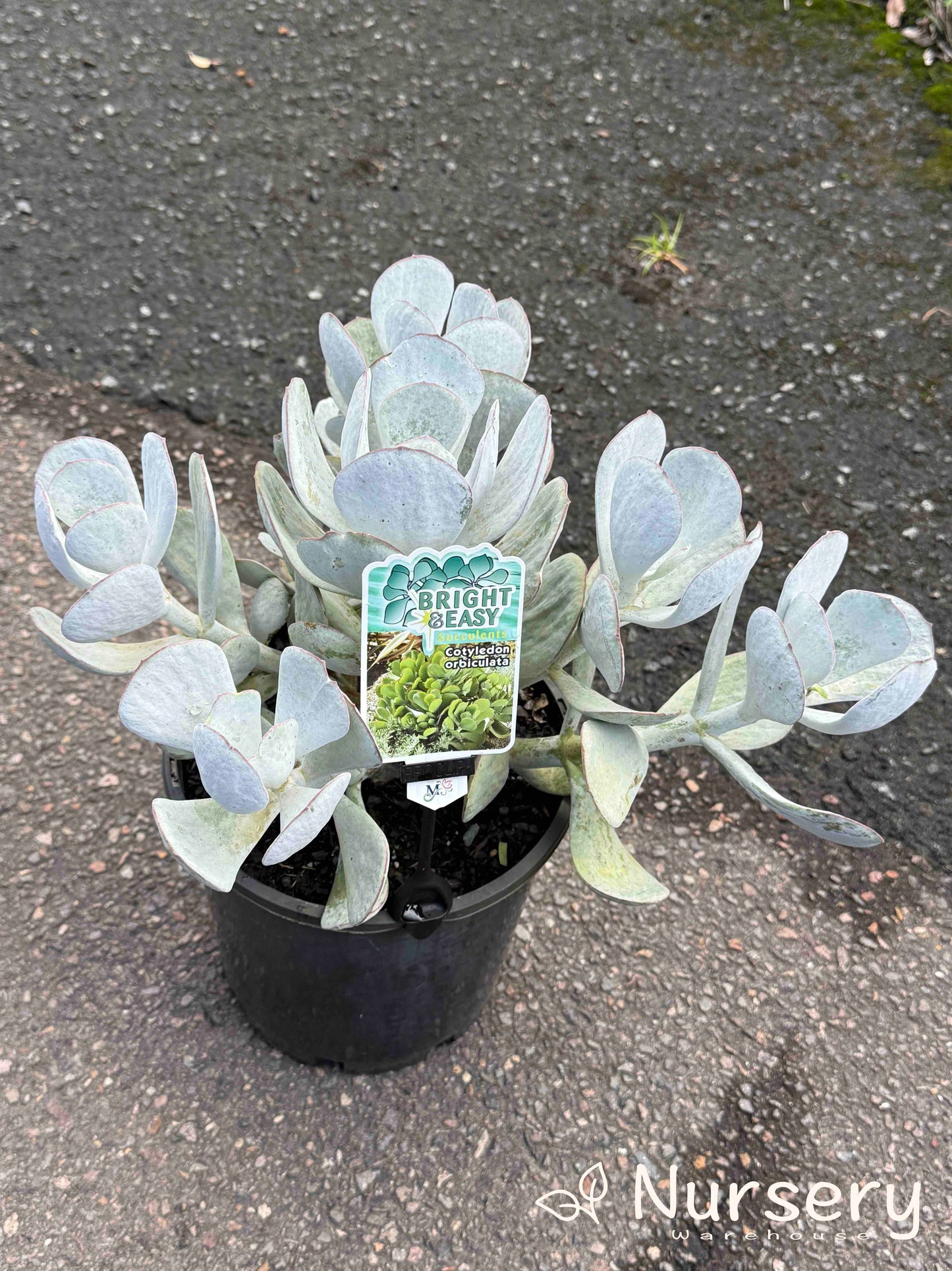 Cotyledon Orbiculata (Pig’s Ear Succulent)