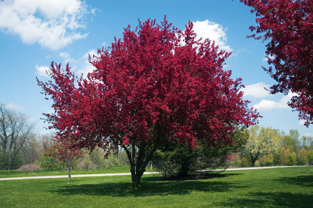 Malus Ioensis Rubra (Crab Apple)