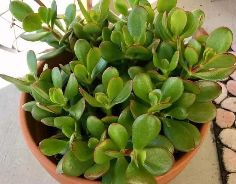 Crassula dubia (Flat Jade Plant)