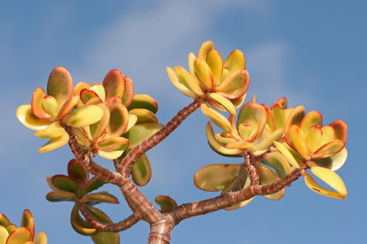 Crassula ovata (Hummel’s Sunset)