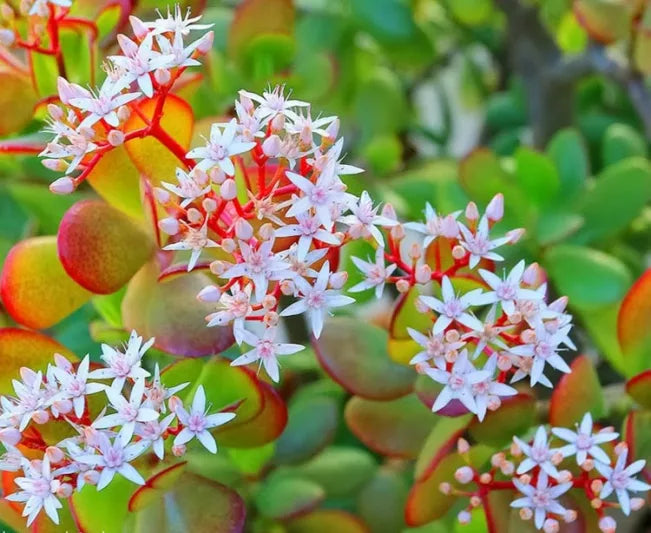 Crassula ovata (Hummel’s Sunset)