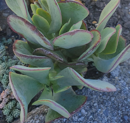 Crassula 'Bluebird'