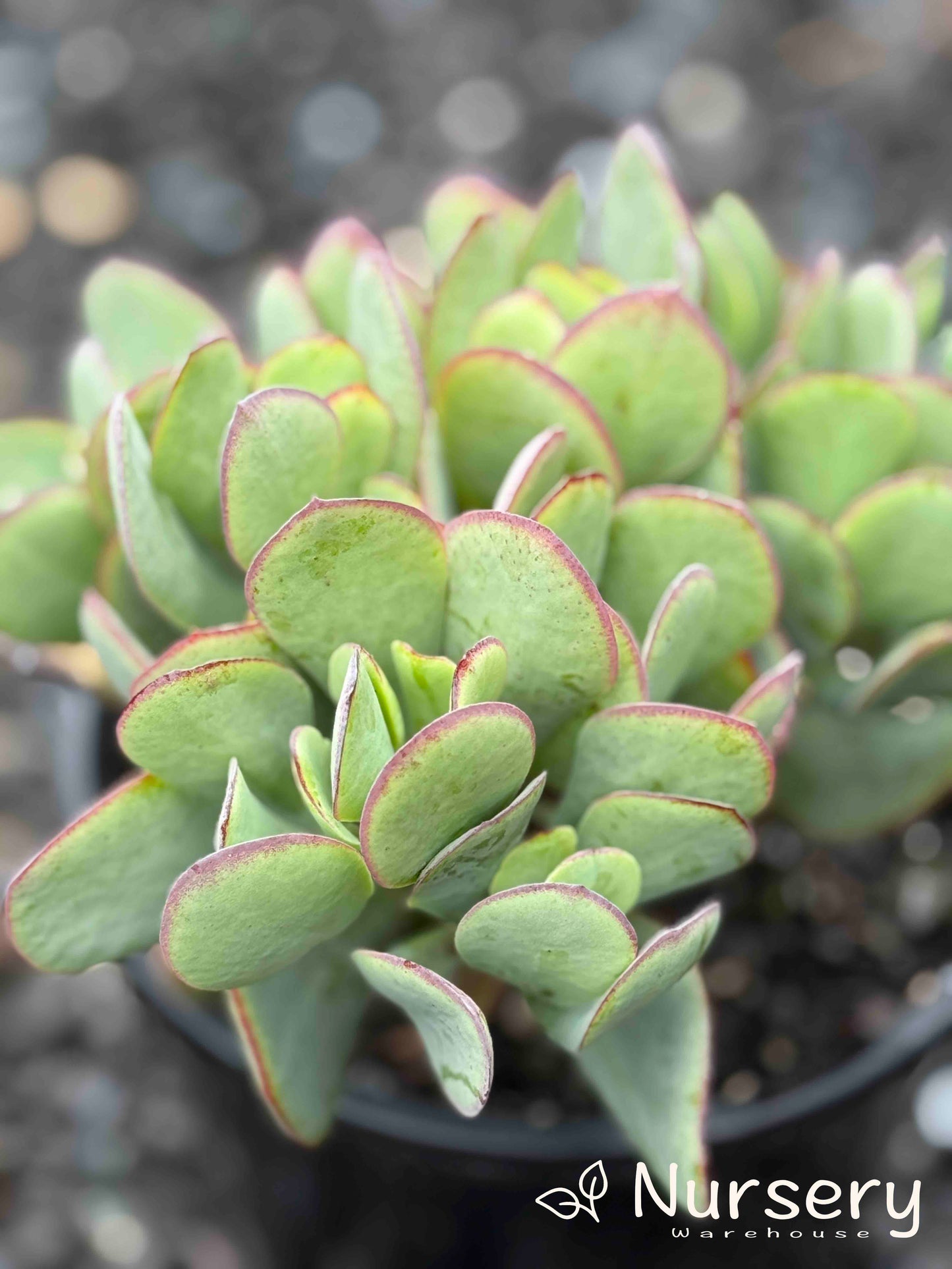 Crassula 'Bluebird'