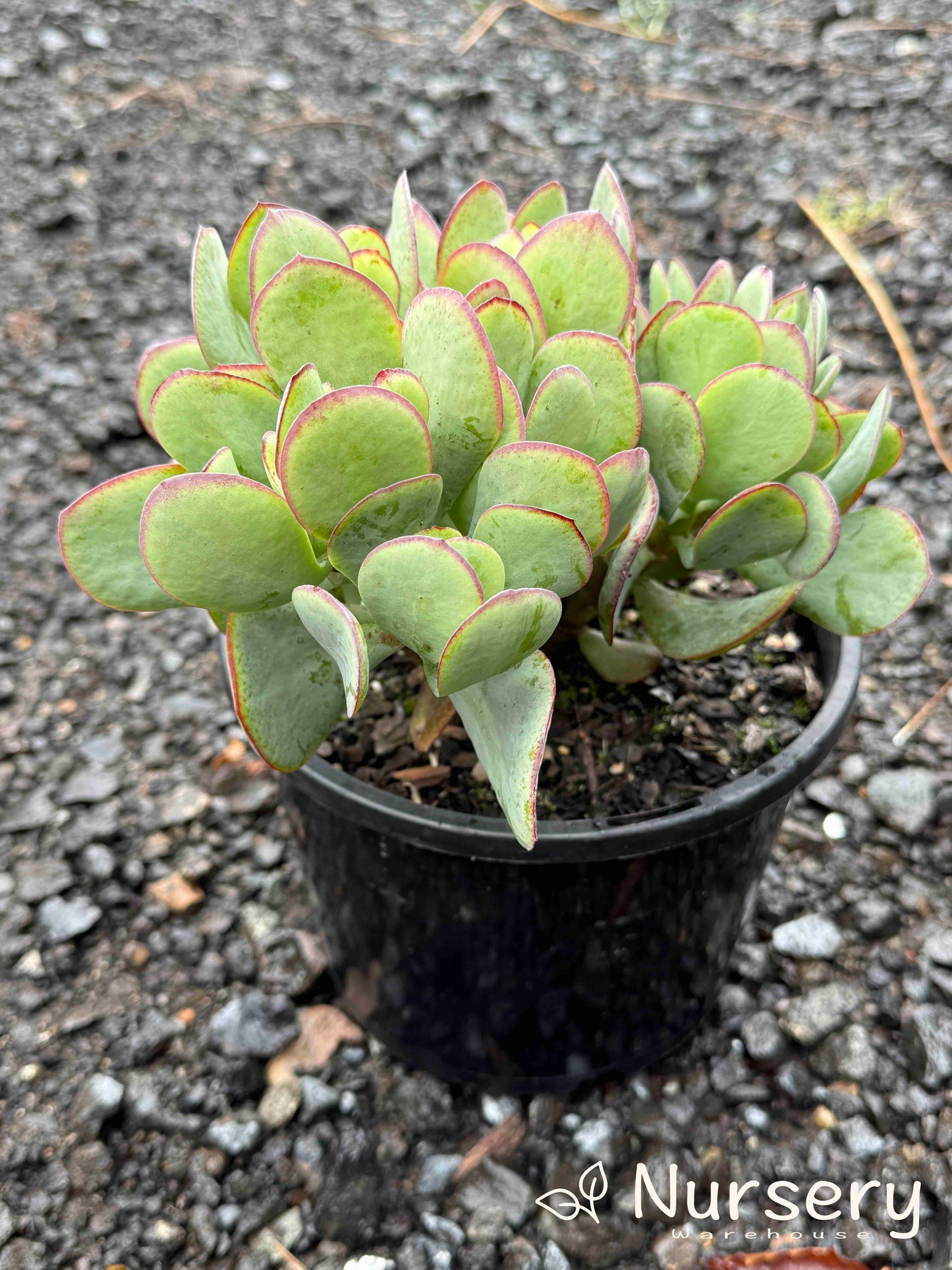 Crassula 'Bluebird'