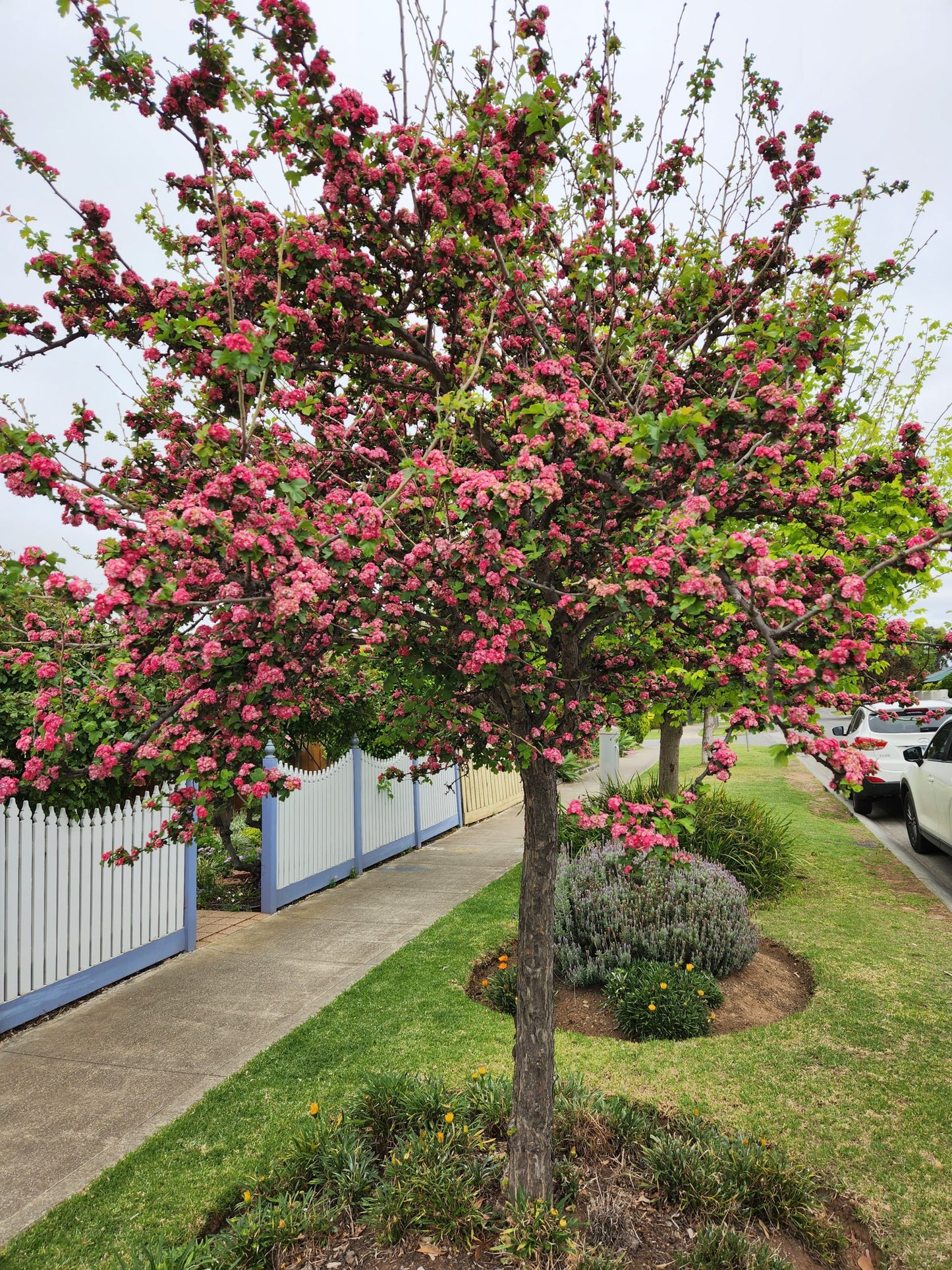 Crataegus Laevigata ‘Rosea Flore Pleno’ (English Hawthorn)