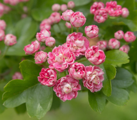 Crataegus Laevigata ‘Rosea Flore Pleno’ (English Hawthorn)