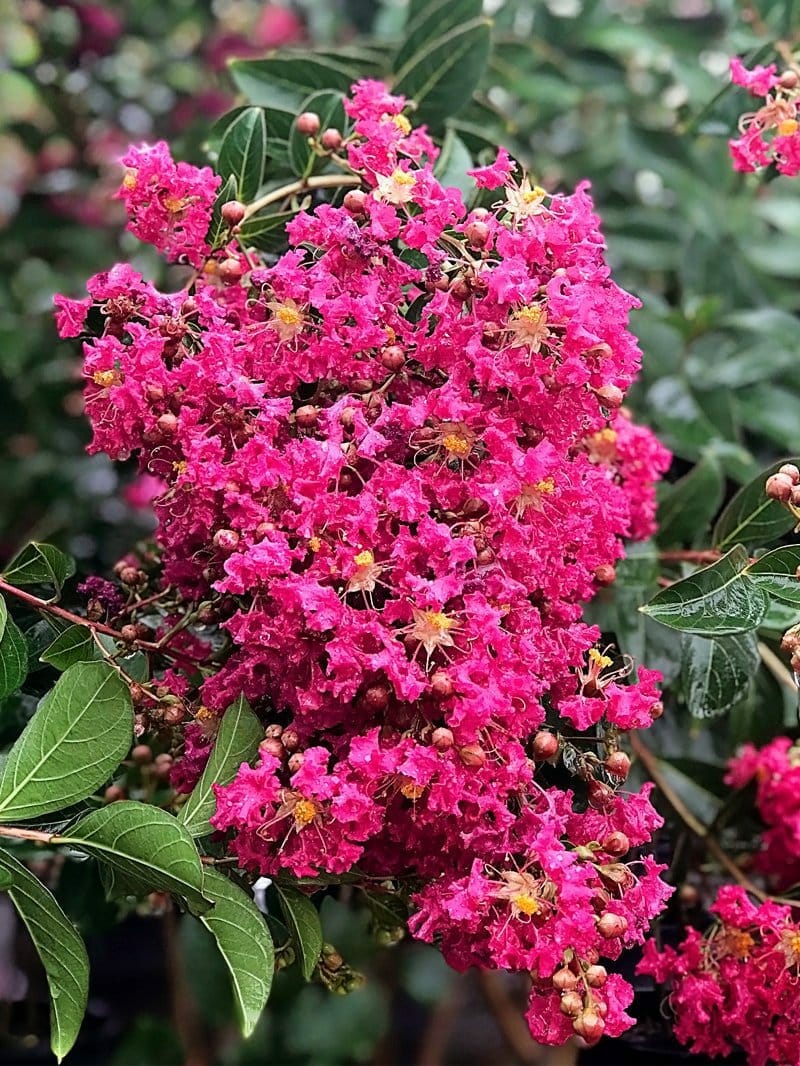 Lagerstroemia Tonto (Tonto Crape Myrtle)