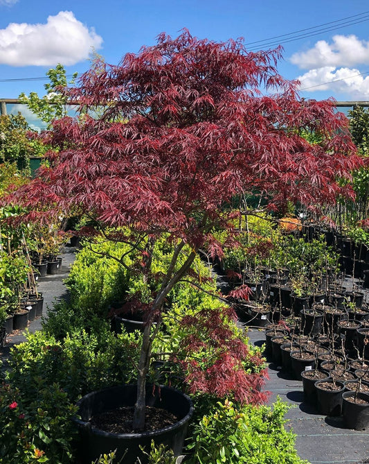 Acer Palmatum 'Crimson Wave' (Crimson Wave Japanese Maple)