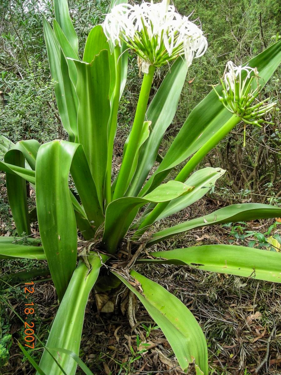 Crinum Pedunculatum (Swamp Lily)