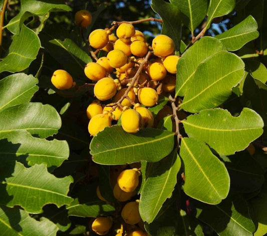 Cupaniopsis Anacardioides (Tuckeroo)