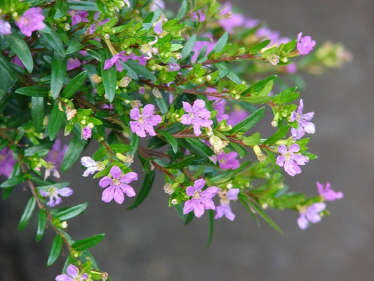 Cuphea Hyssopifolia (False Heather)