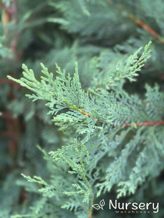 Cupressocyparis Leighton Green (Leighton's Green Cypress)