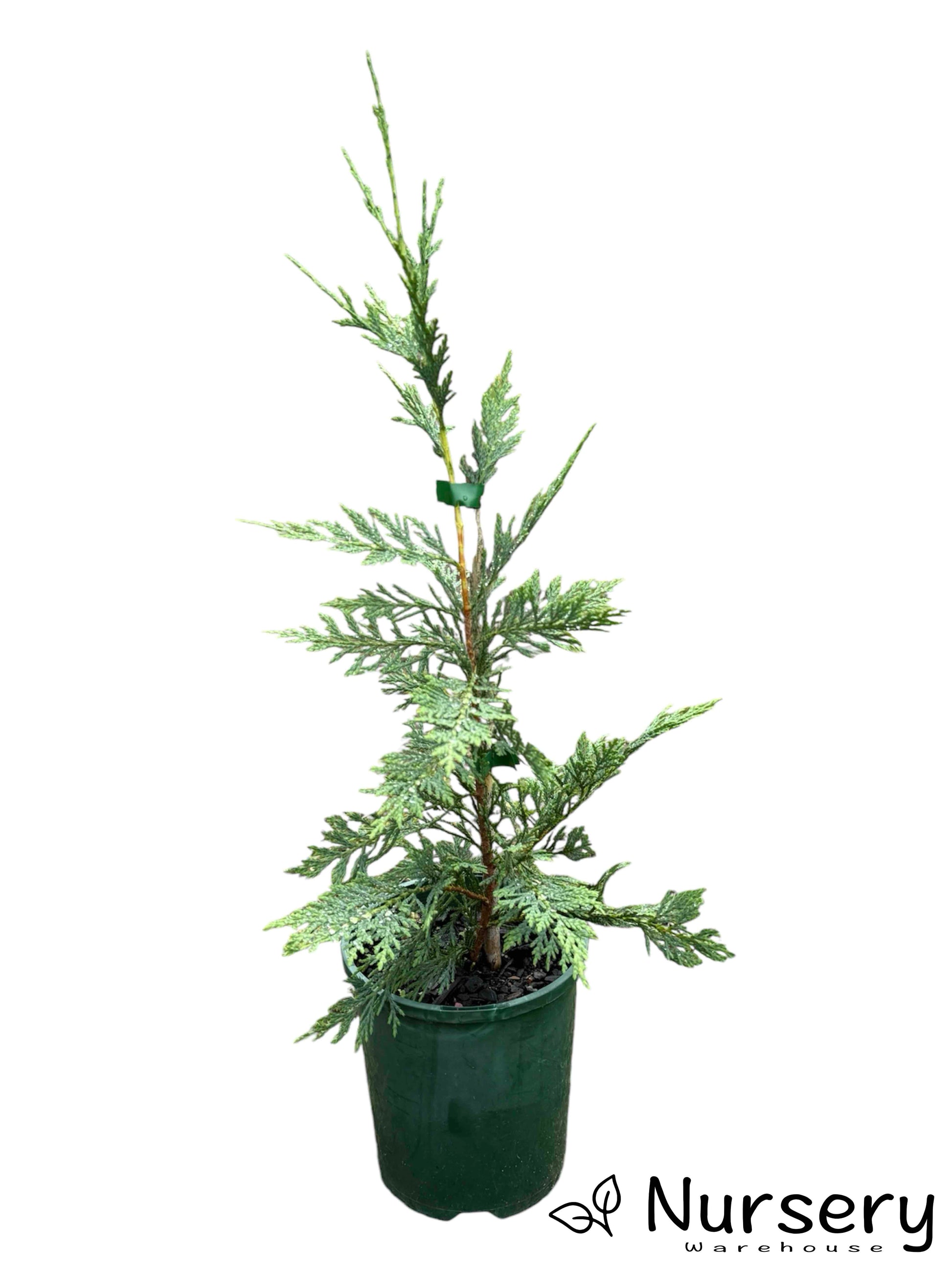 "Cupressus × Leylandii (Leyland Cypress) in a 140mm pot, ready for sale with healthy green leaves."