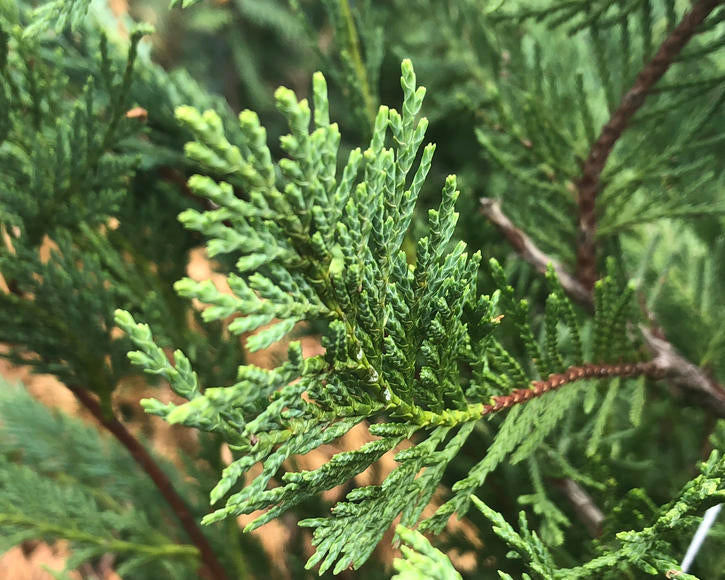 "Close-up of Cupressus × Leylandii (Leyland Cypress) leaves showing lush green foliage."