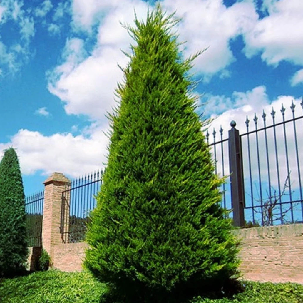 "Mature Cupressus × Leylandii (Leyland Cypress) tree pruned in a manicured garden setting."