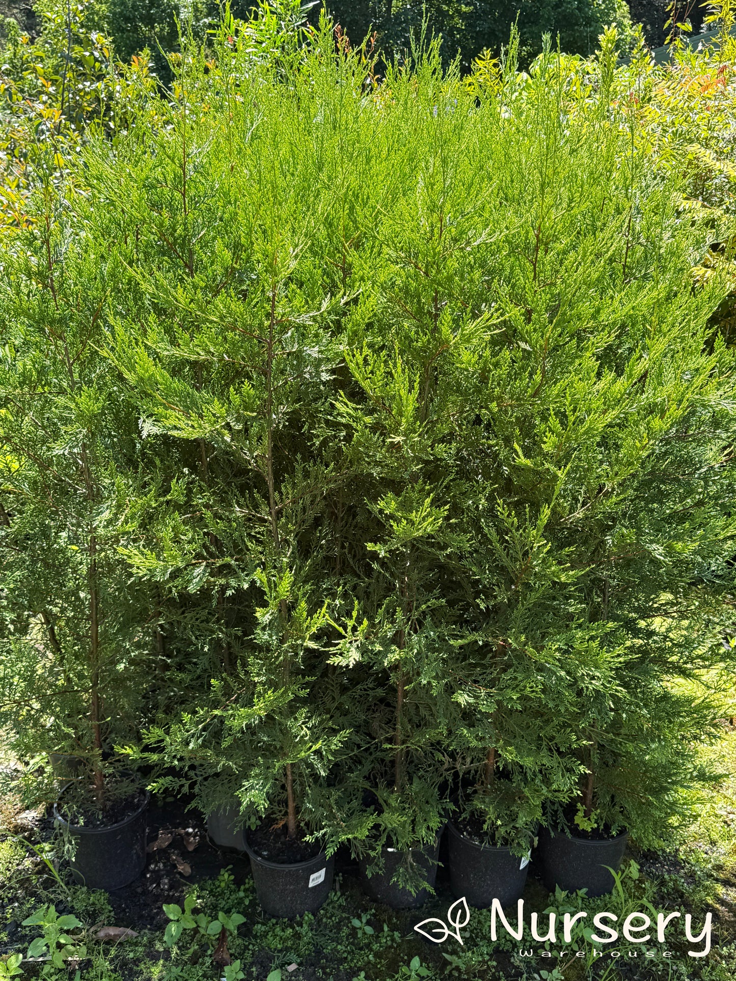 Cupressus × Leylandii (Leyland Cypress)