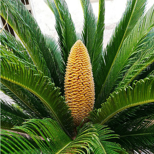 Cycas Revoluta (Sago Palm)