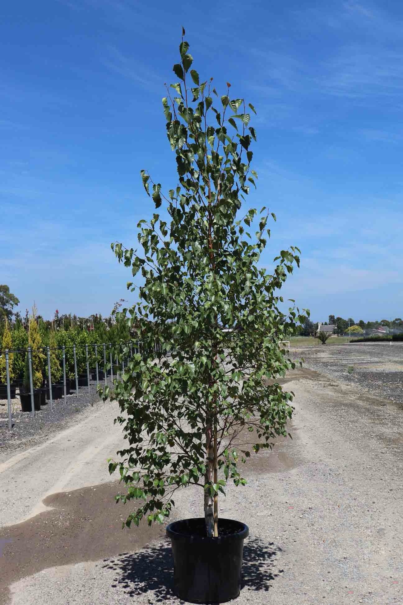 Betula Pendula (Silver Perch)