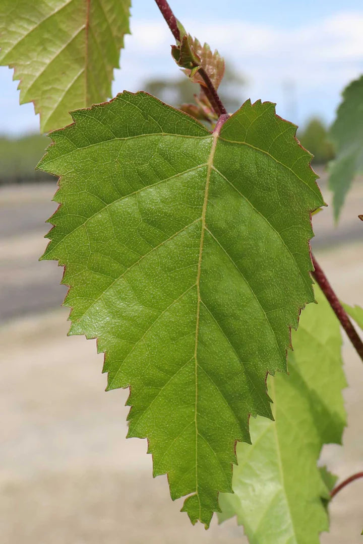 Betula Pendula (Silver Perch)